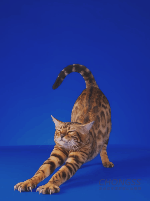 宠物猫条 | 豆柴魔条 | 电商图片 | 宠叔叔传媒