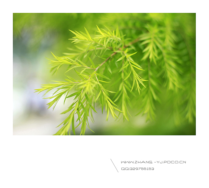 碧叶羞花（图ZOTM4OTc4OA==） - 风光摄影 - 站酷设计师听天命原创素材 - 站酷ZCOOL