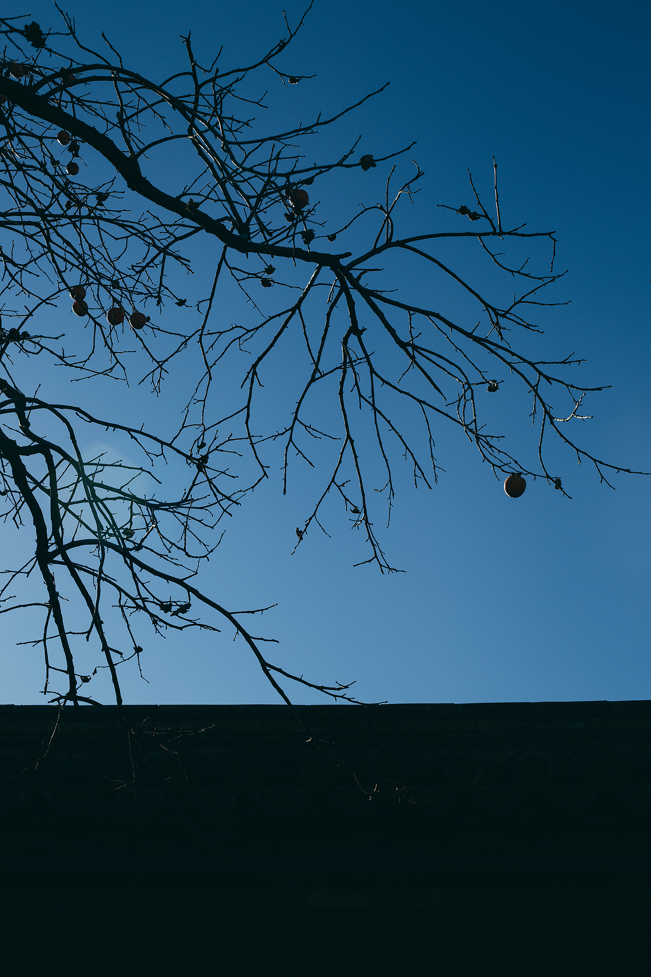 THE PALACE MUSFUM | 故宫博物院（图ZMjc3Njg5ODQ0） - 环境/建筑摄影 - 站酷设计师食刻企划原创素材 - 站酷ZCOOL