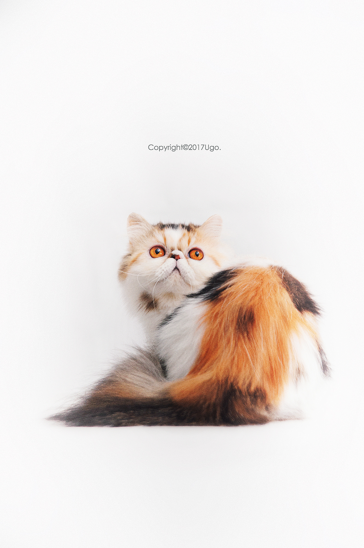 enchanted着迷 【动物摄影师何某某个人作品16】（图ZNzIyOTYxMjQ=） - 宠物摄影 - 站酷设计师超级何某某原创素材 - 站酷ZCOOL