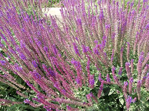 薰衣草（个人主页-ZMTkzMDMzNjg=） - 风光摄影 - 站酷设计师婷婷0126原创素材 - 站酷ZCOOL