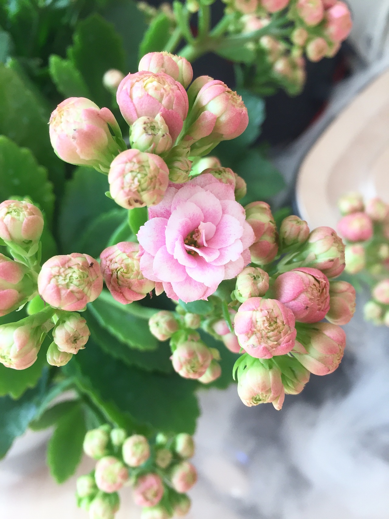 手机摄影|摄影|其他摄影|tlj580 - 原创作品 - 站酷 (zcool)