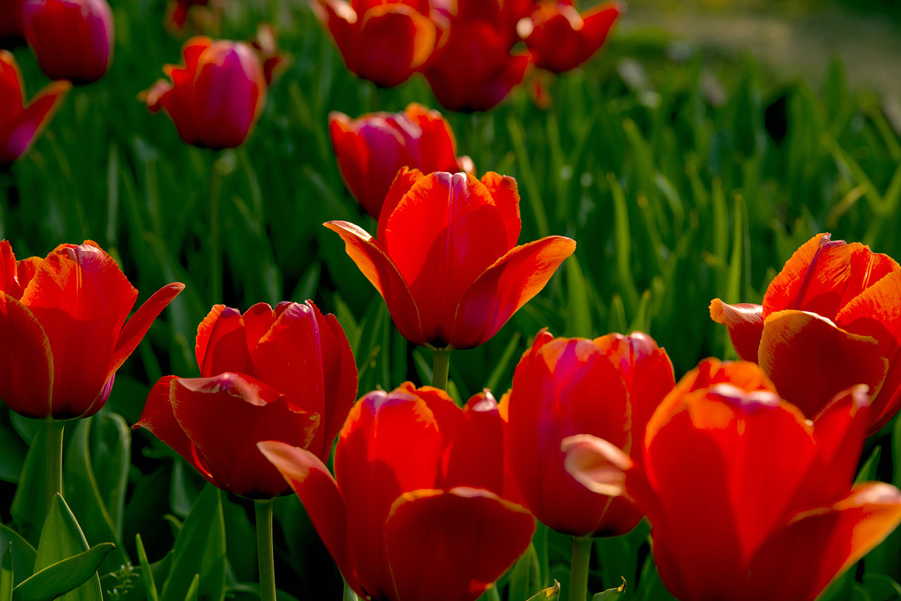 春之花,长沙植物园樱花节