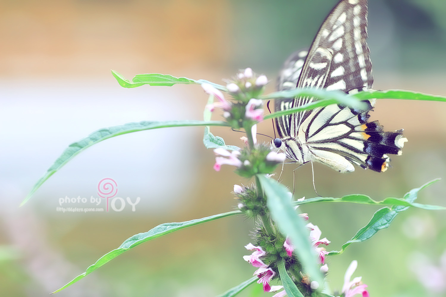 飞舞的蝴蝶图片素材免费下载 - 觅知网