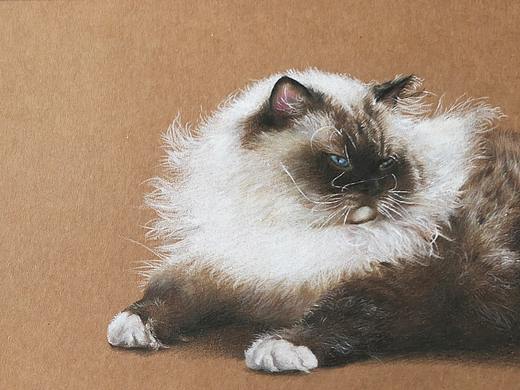 彩铅猫咪