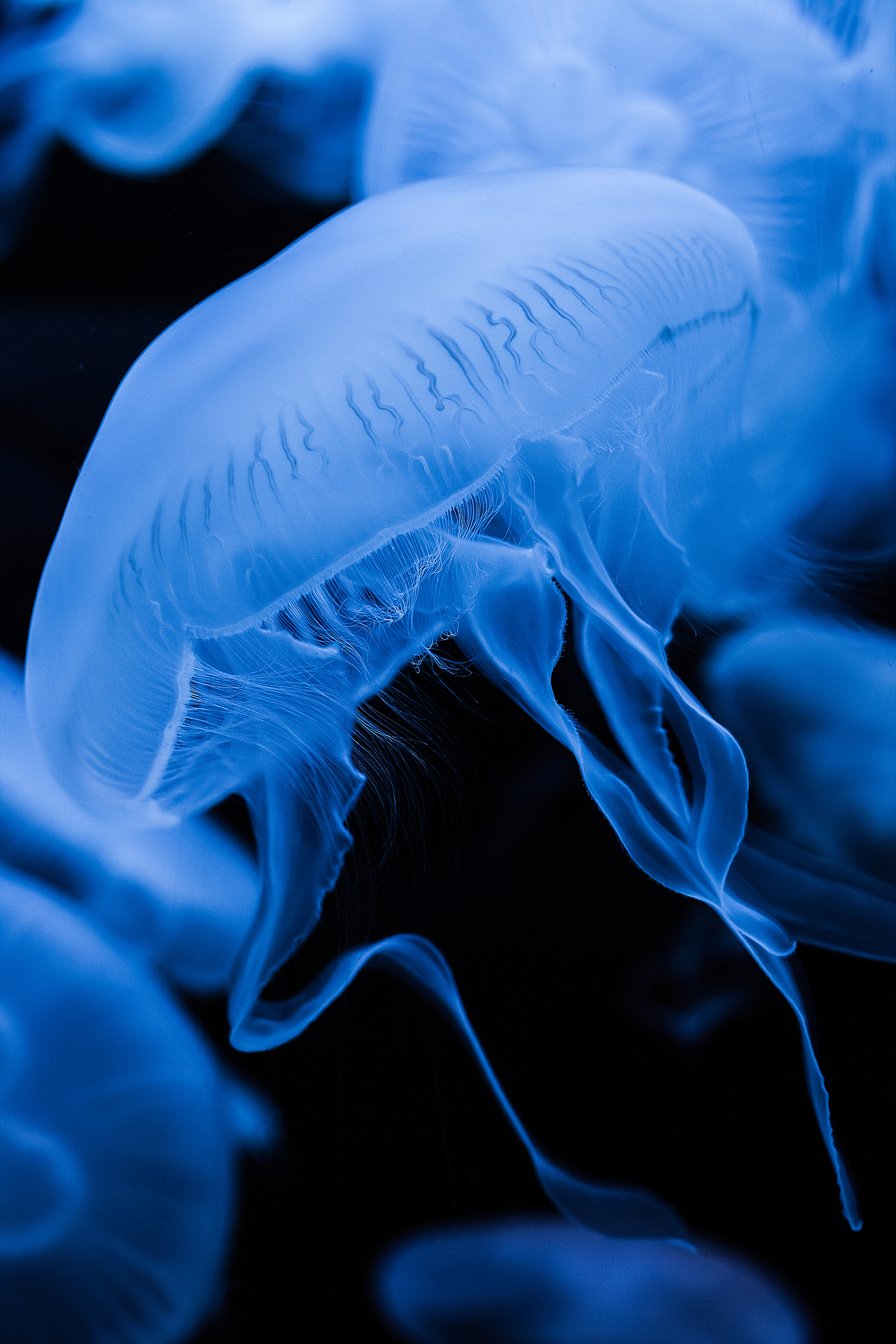 jellyfish|摄影|风光摄影|木村良喵_原创作品-站酷zcool