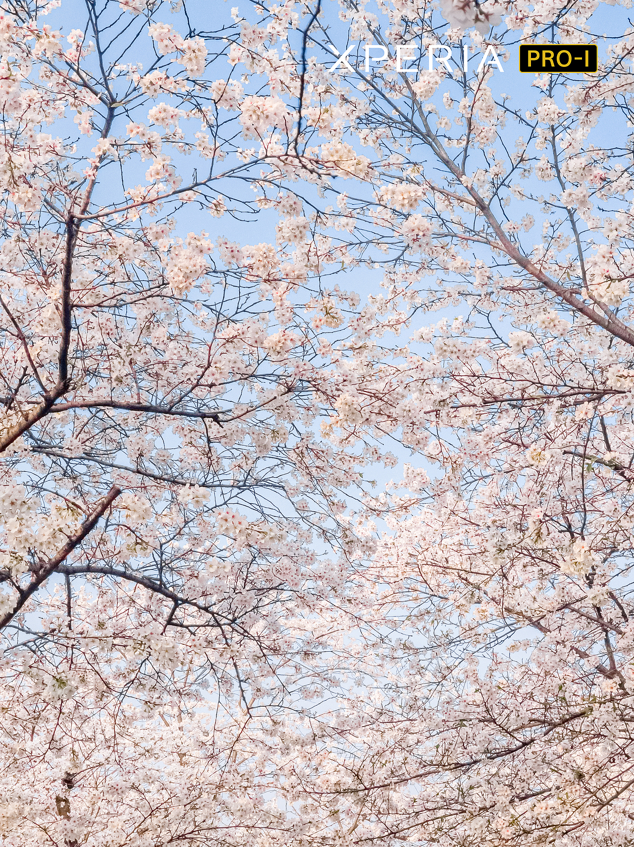 樱树花下*手机摄影作品