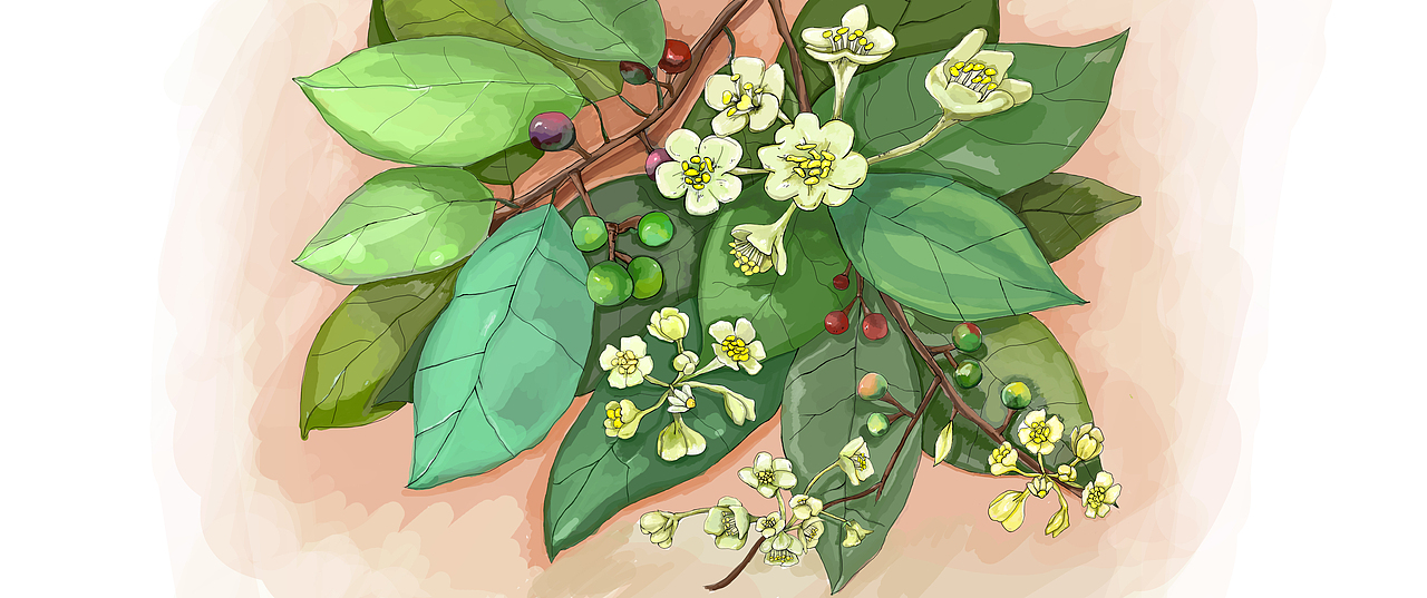 植物油·包装插画（图ZODA5OTQzNzI=） - 商业插画 - 站酷设计师大宅子原创素材 - 站酷ZCOOL