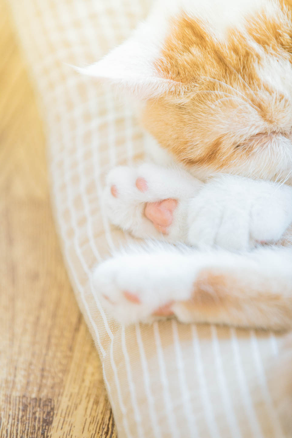 猫咖（图ZNjkyODQ3MjA=） - 宠物摄影 - 站酷设计师xubin1123原创素材 - 站酷ZCOOL