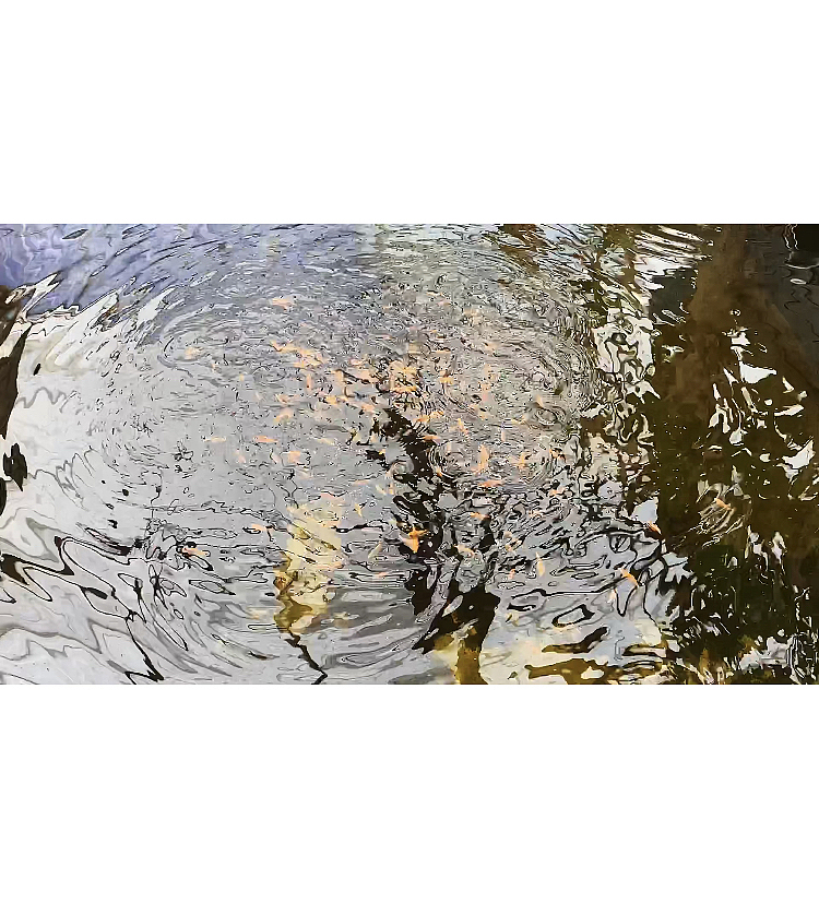 鱼菜共生食材小院里的那些小精灵们