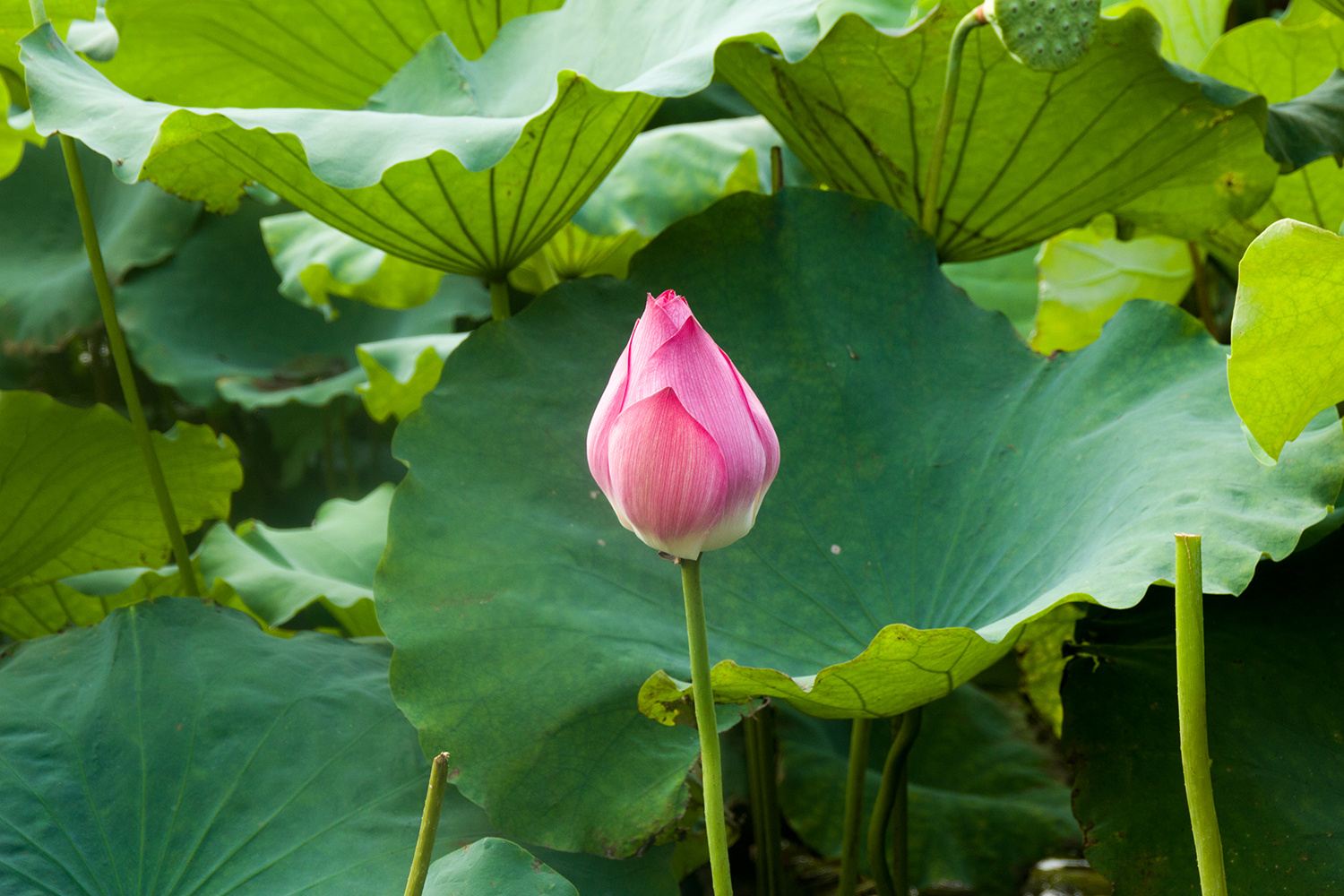 莲花 荷叶 西湖荷花 藕