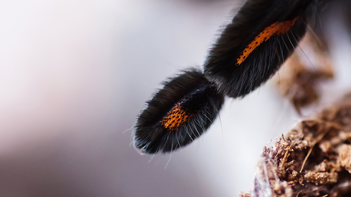 捕鸟蛛摄影（图ZMTY3NDU4OTQw） - 宠物摄影 - 站酷设计师游侠Lo原创素材 - 站酷ZCOOL