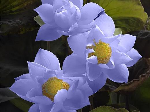 长春花蓝挑战赛
