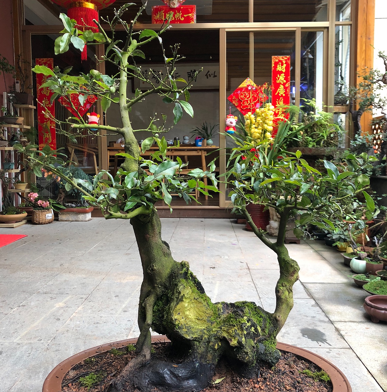 盆景设计效果图