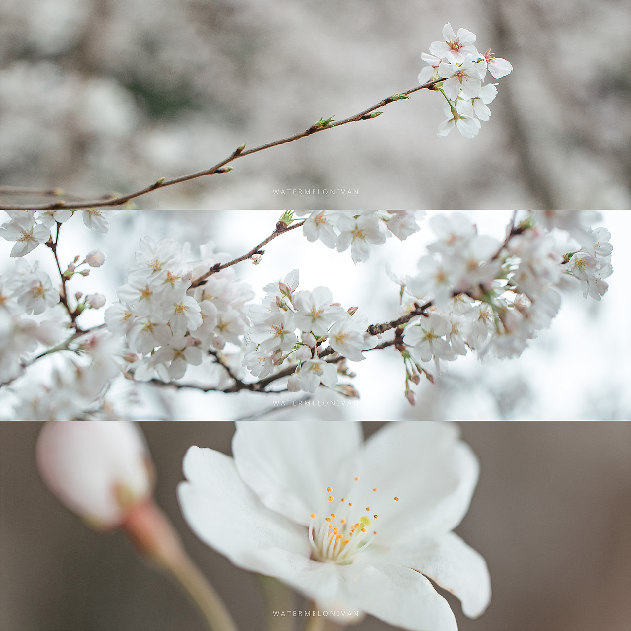 珞山樱（图ZMTA5NzUwMjA4） - 风光摄影 - 站酷设计师西瓜不要太郎原创素材 - 站酷ZCOOL