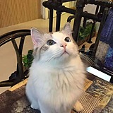 我的小小cat的头像