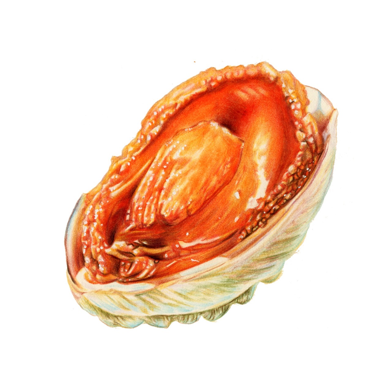 彩铅美食作品集（图ZMjAwMTI5Nzcy） - 绘画 - 站酷设计师巍1976原创素材 - 站酷ZCOOL