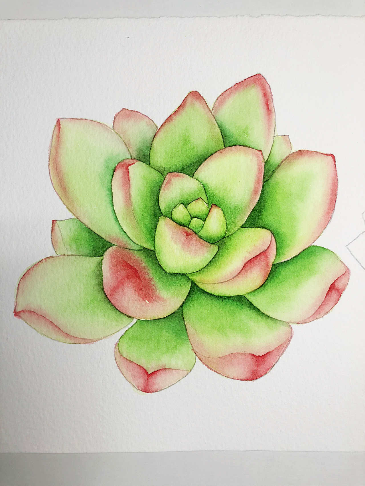 第六:其实吧,漏了一步没有拍下来,直接就结束了!好吧,最后刻画尖尖部分,红色的肉尖尖...红绿肉,美美美