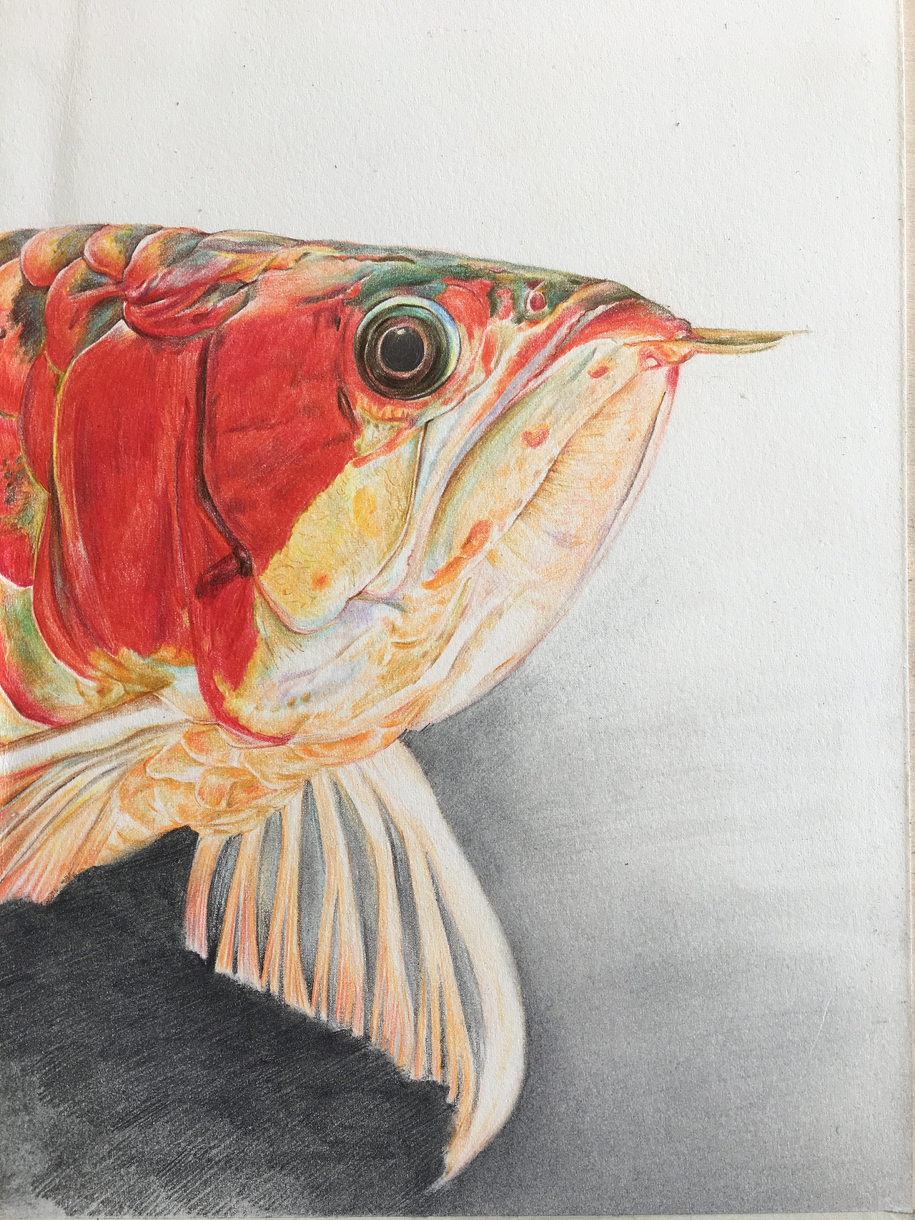 龙鱼第一回（图ZMTAzODAxMDU2） - 创作习作 - 站酷设计师_lelia原创素材 - 站酷ZCOOL