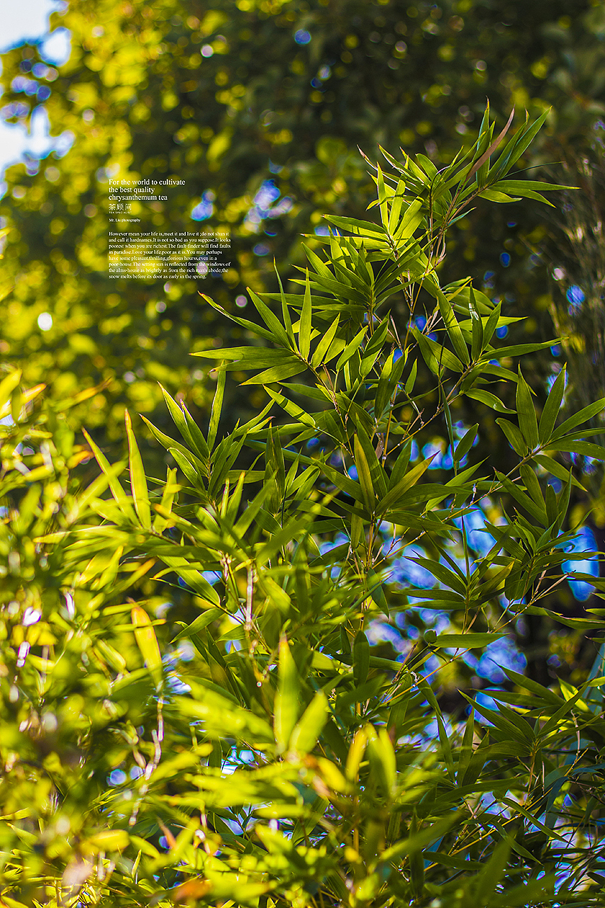 广州的冬天-时运与涅槃