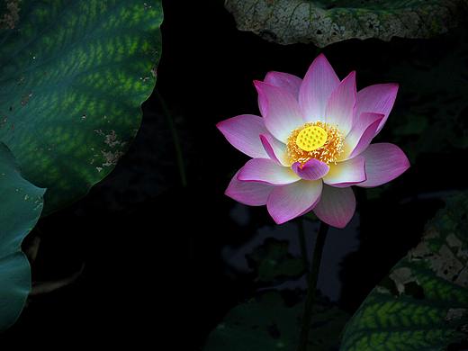 AE动效作品2_粒子