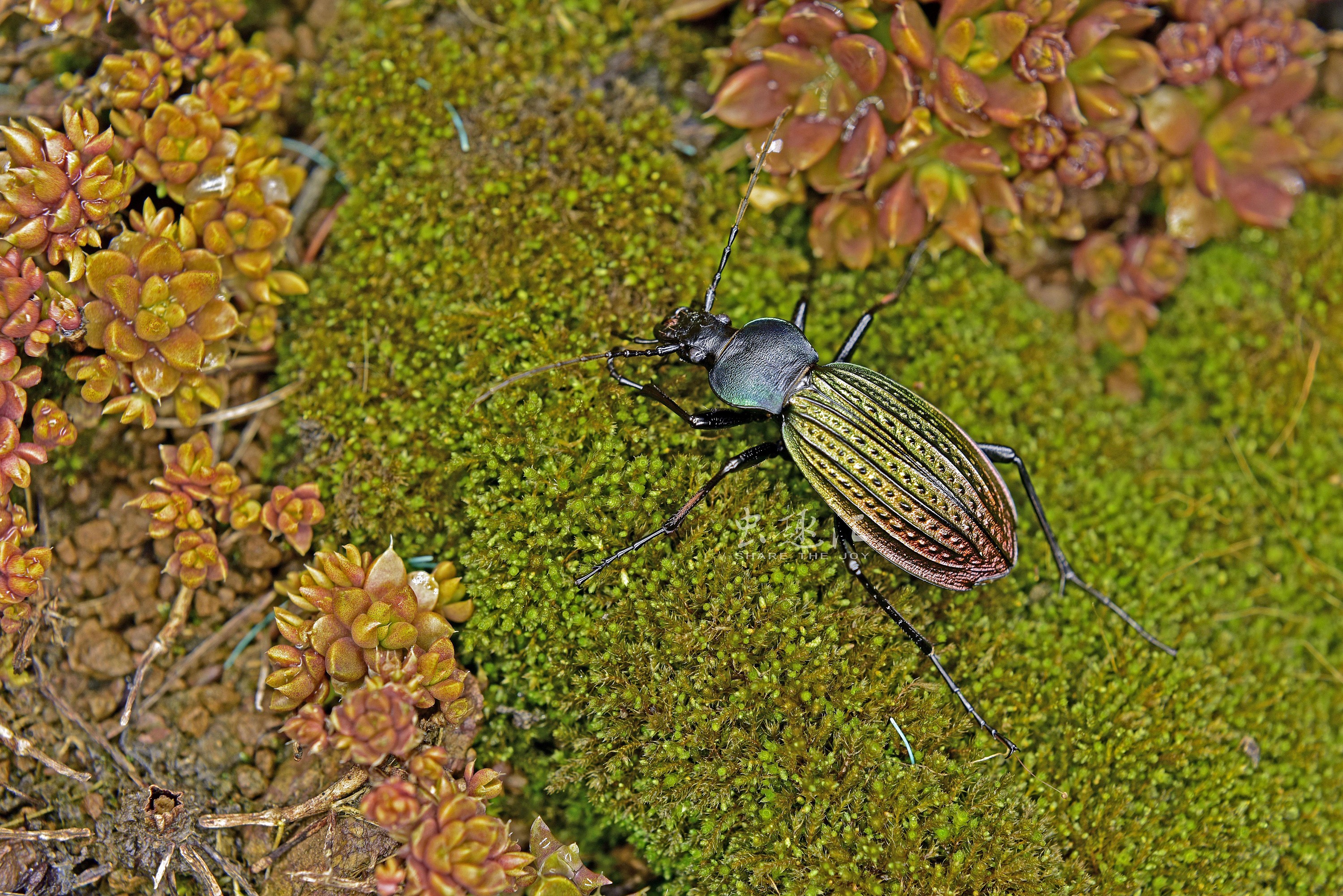散落林间的艺术品硕步甲