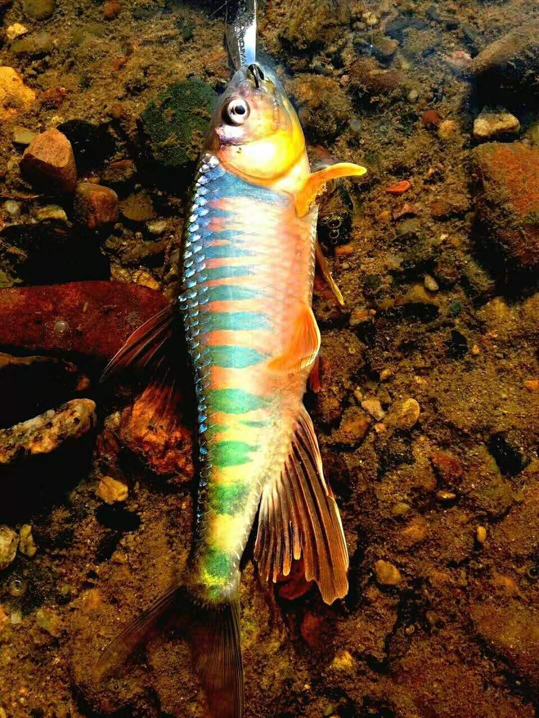 彩铅 手绘宽鳍鱲(zacco platypus)