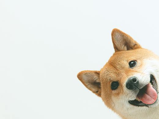 SHIBA IUN. 狗子写真