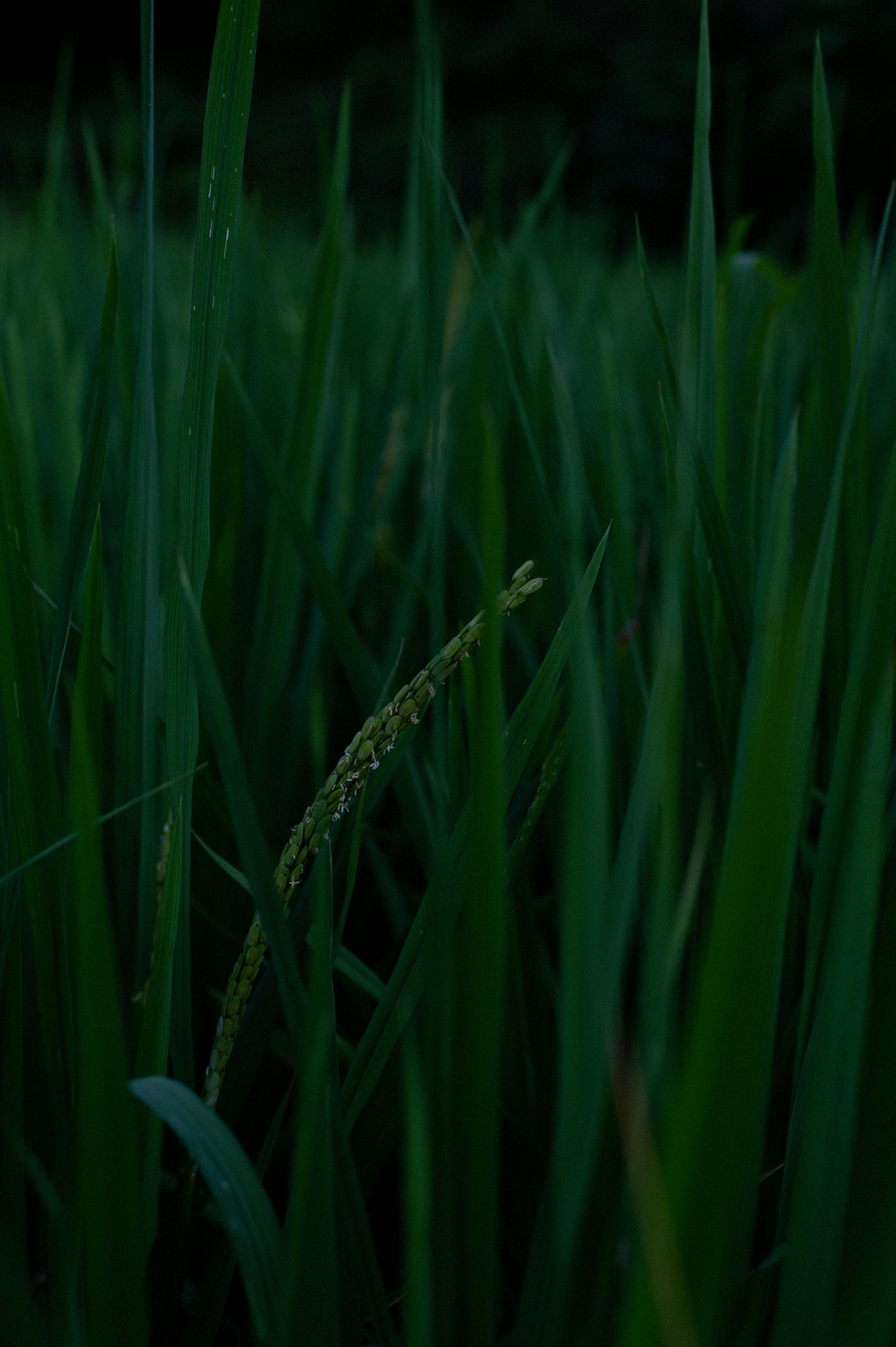 橘子路路的个人主页（封面预览） - 主页封面设置 - 站酷设计师橘子路路原创素材 - 站酷ZCOOL