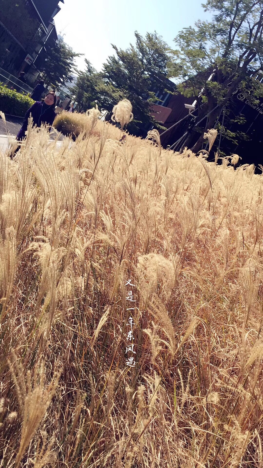 又是一年冬风遇（图ZMTAxNjU3Mzcy） - 风光摄影 - 站酷设计师mybanni原创素材 - 站酷ZCOOL