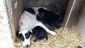 《花花世界》06產後花花和小狗們