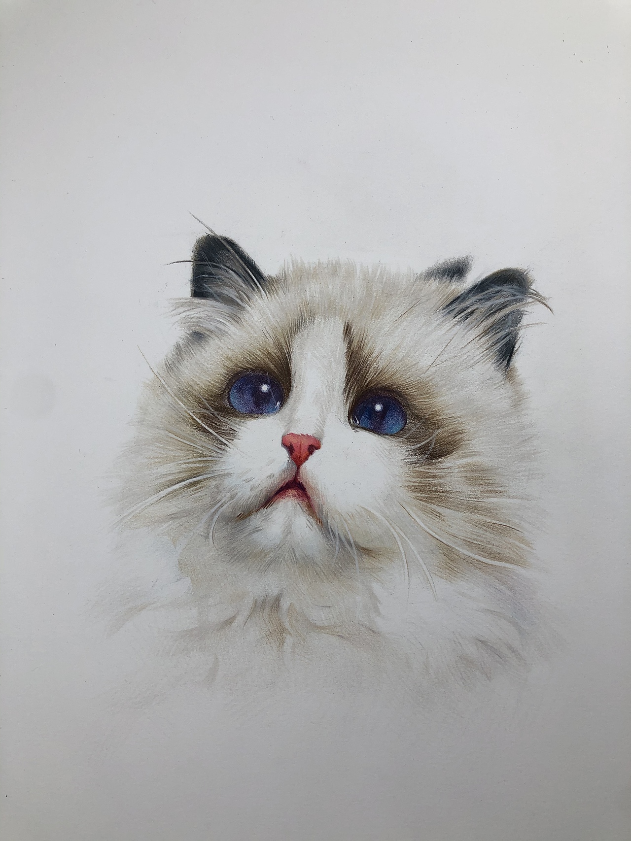 彩铅布偶猫(带步骤)