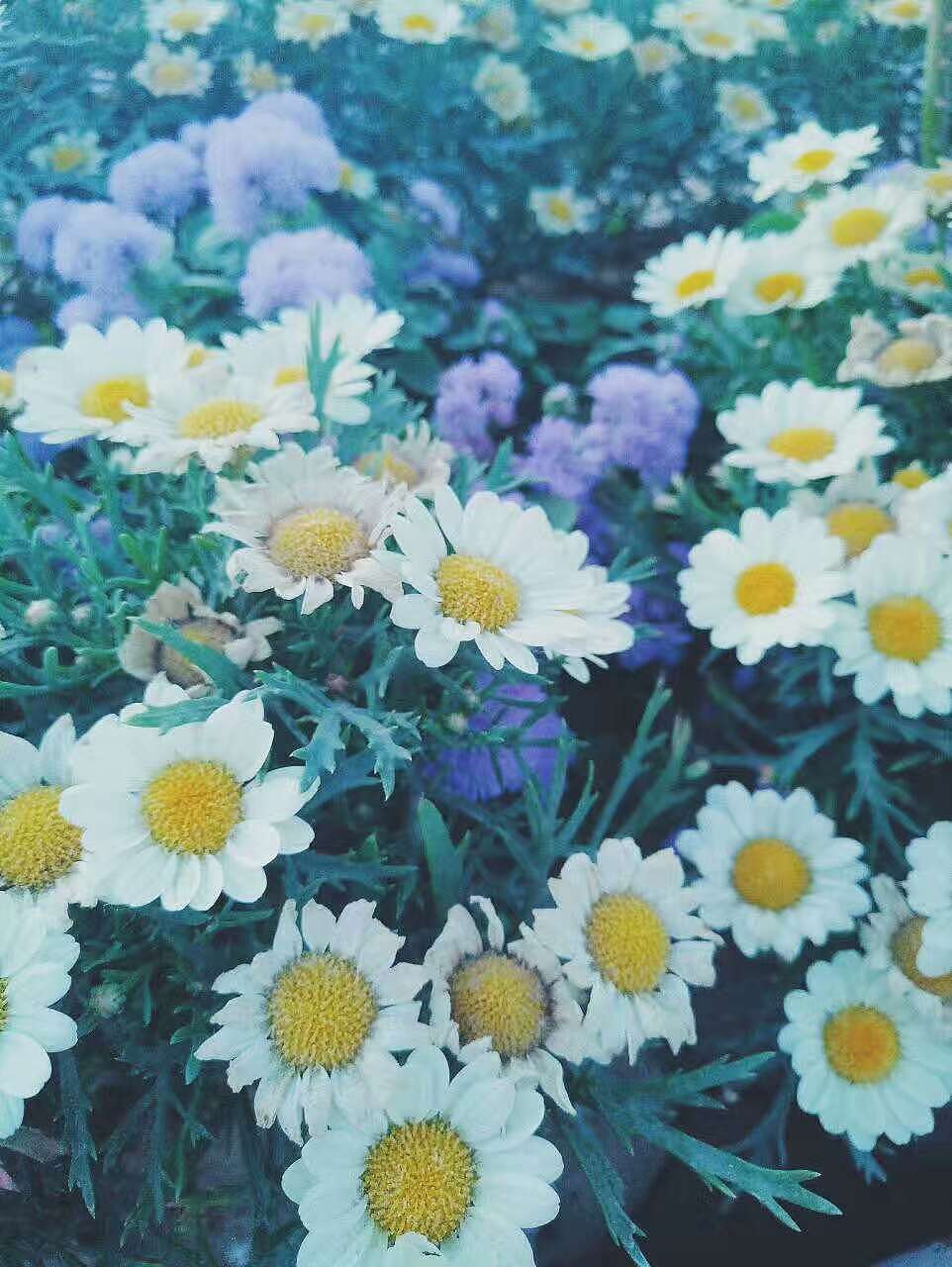 总有一朵是被心仪的人发现