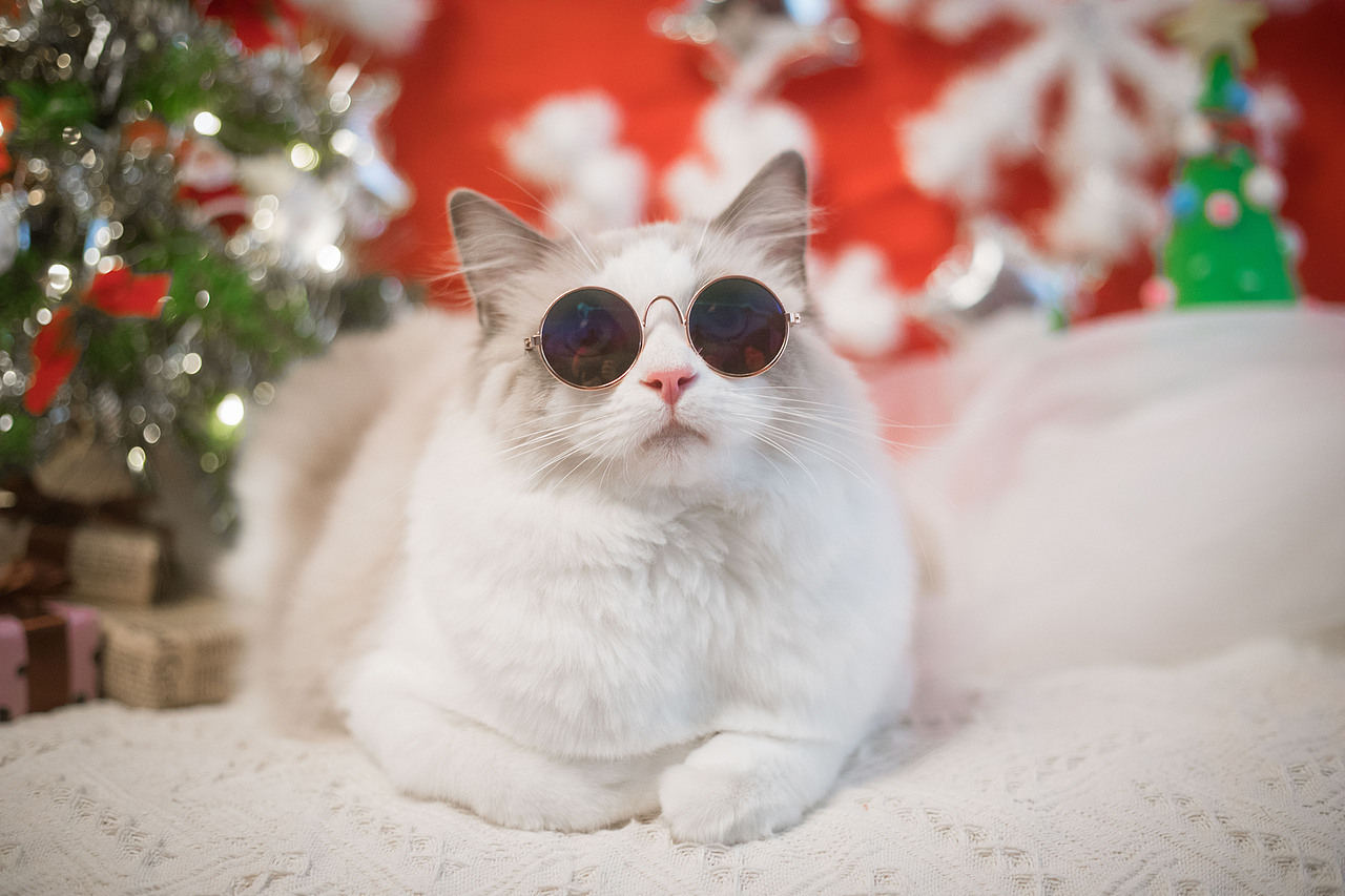 圣诞小火火（图ZMTAwODA1NDA4） - 宠物摄影 - 站酷设计师懒惰的胡奇奇原创素材 - 站酷ZCOOL