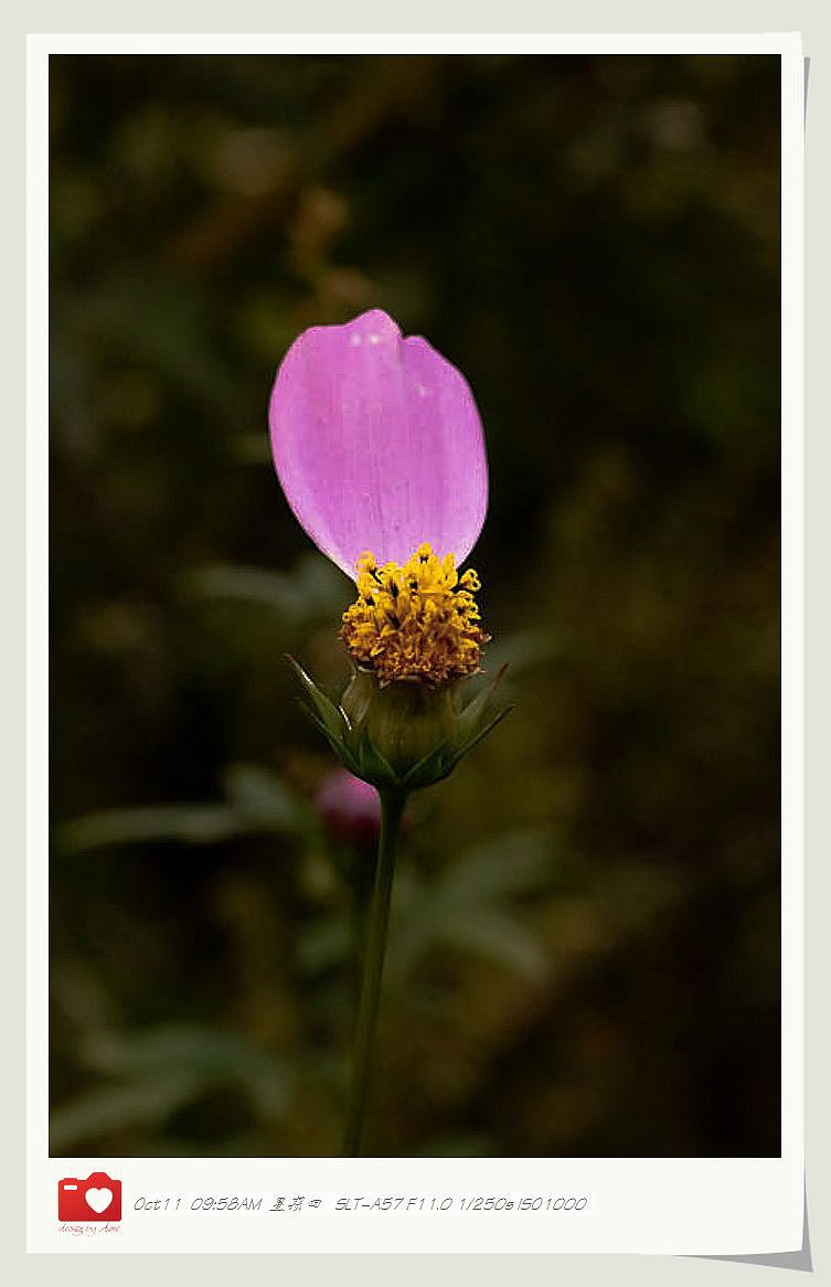 ◤岁月静好❤安然若素◢ 最接近天堂的地方，一轉身便是天涯（图ZNzE1Mjk4NA==） - 风光摄影 - 站酷设计师咪噜咪噜原创素材 - 站酷ZCOOL
