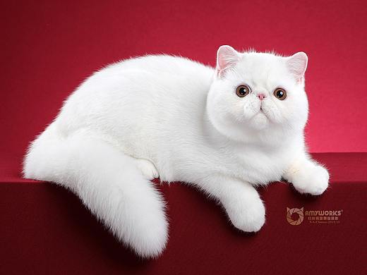 加菲猫