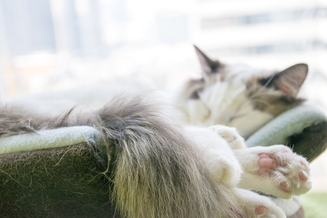 猫咪摄影（图ZODE1MzA1NzI=） - 宠物摄影 - 站酷设计师su北原创素材 - 站酷ZCOOL