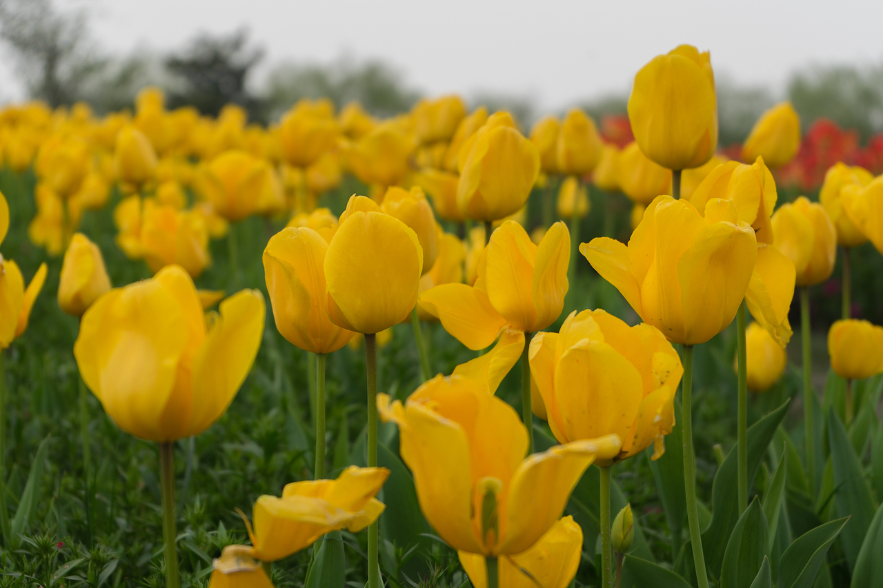 杭州南江公园郁金香（图ZMjQ4MDk5ODg0） - 风光摄影 - 站酷设计师达达达西瓜原创素材 - 站酷ZCOOL