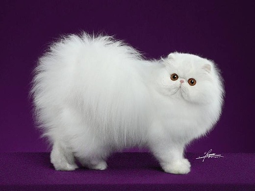 白色波斯猫-amyworks探须视觉