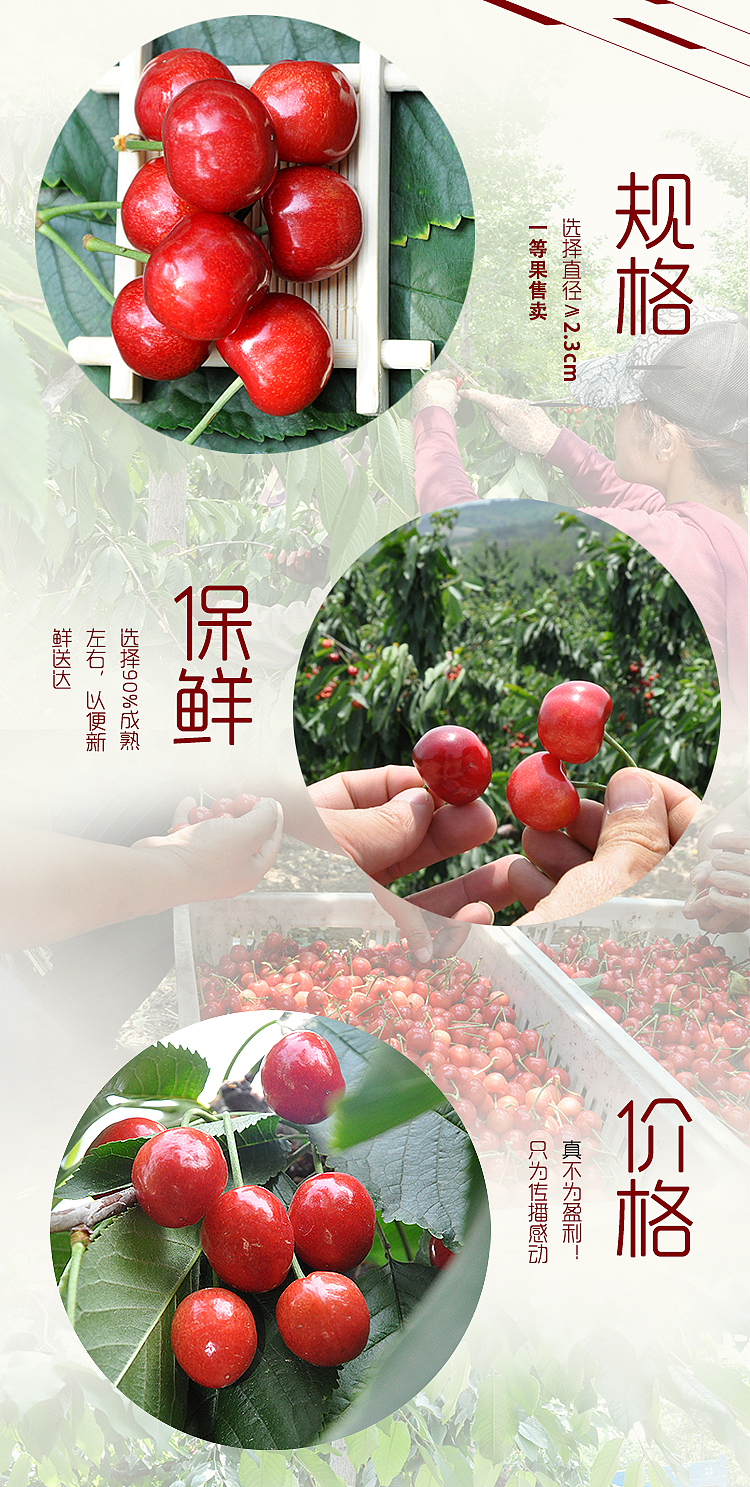 自己拍照自己编辑出水果详情页（图ZNTAzNTUwNTI=） - 电商 - 站酷设计师SugarNO1原创素材 - 站酷ZCOOL