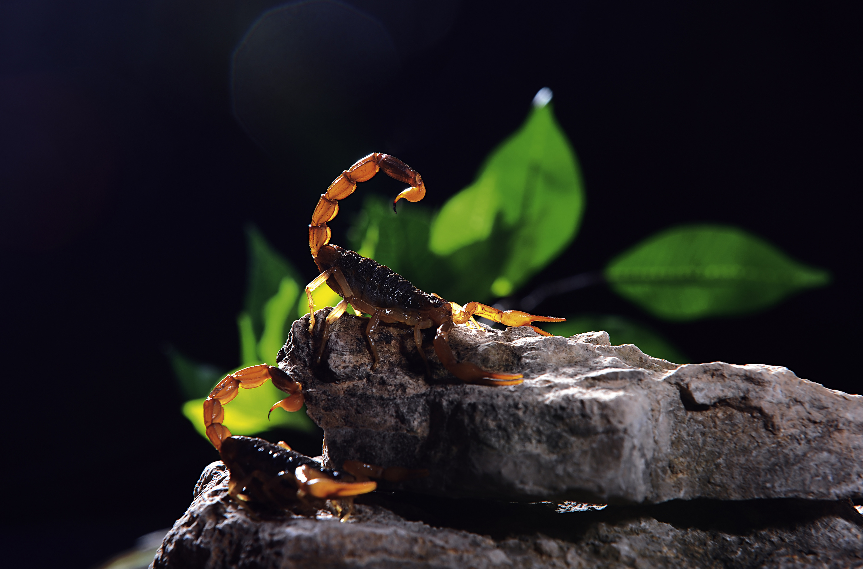 蝎子| paperboy|摄影|美食摄影|paperboy - 原创作品 - 站酷 (zcool)