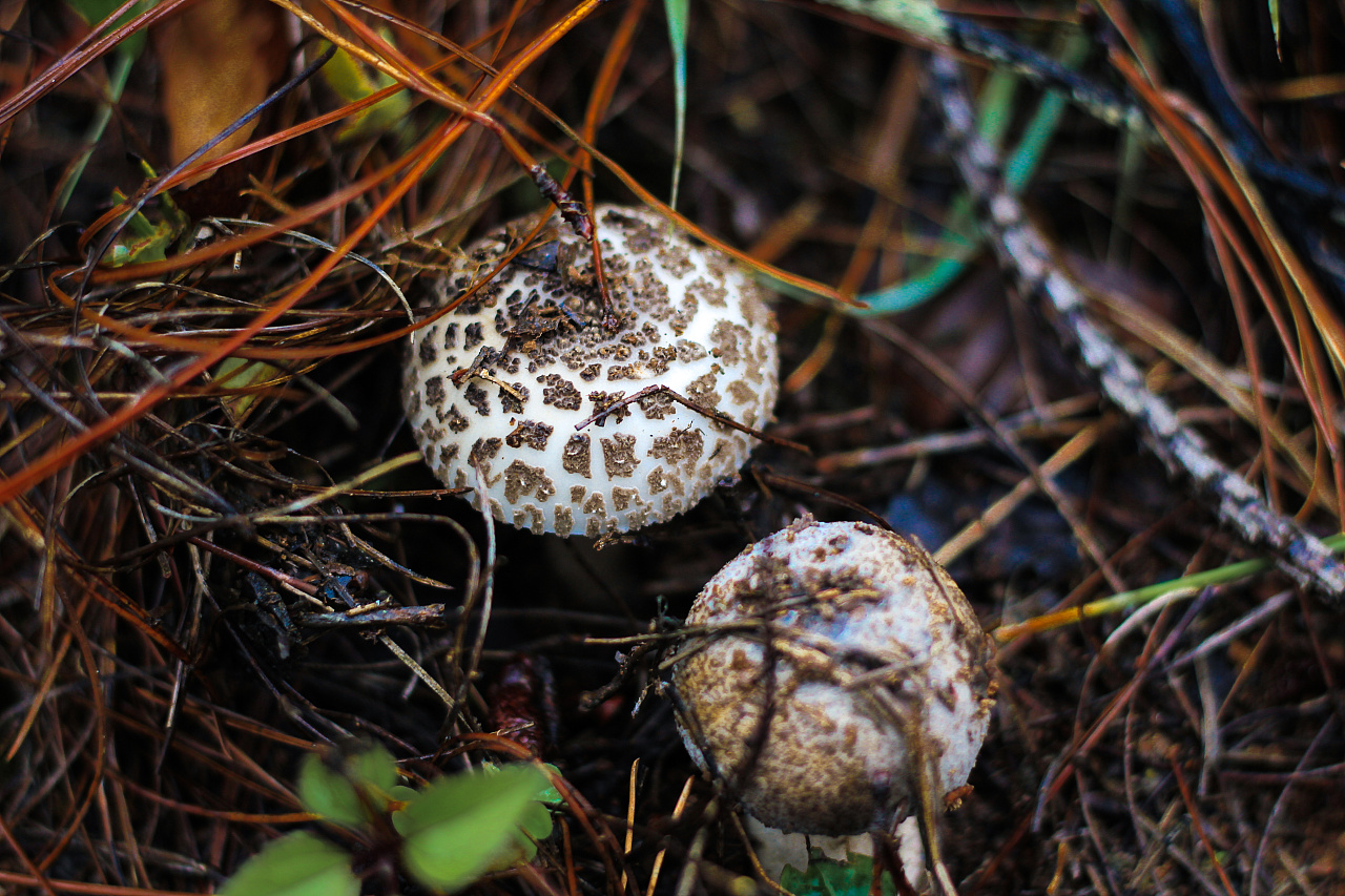 蘑菇(食用真菌名称)_360百科