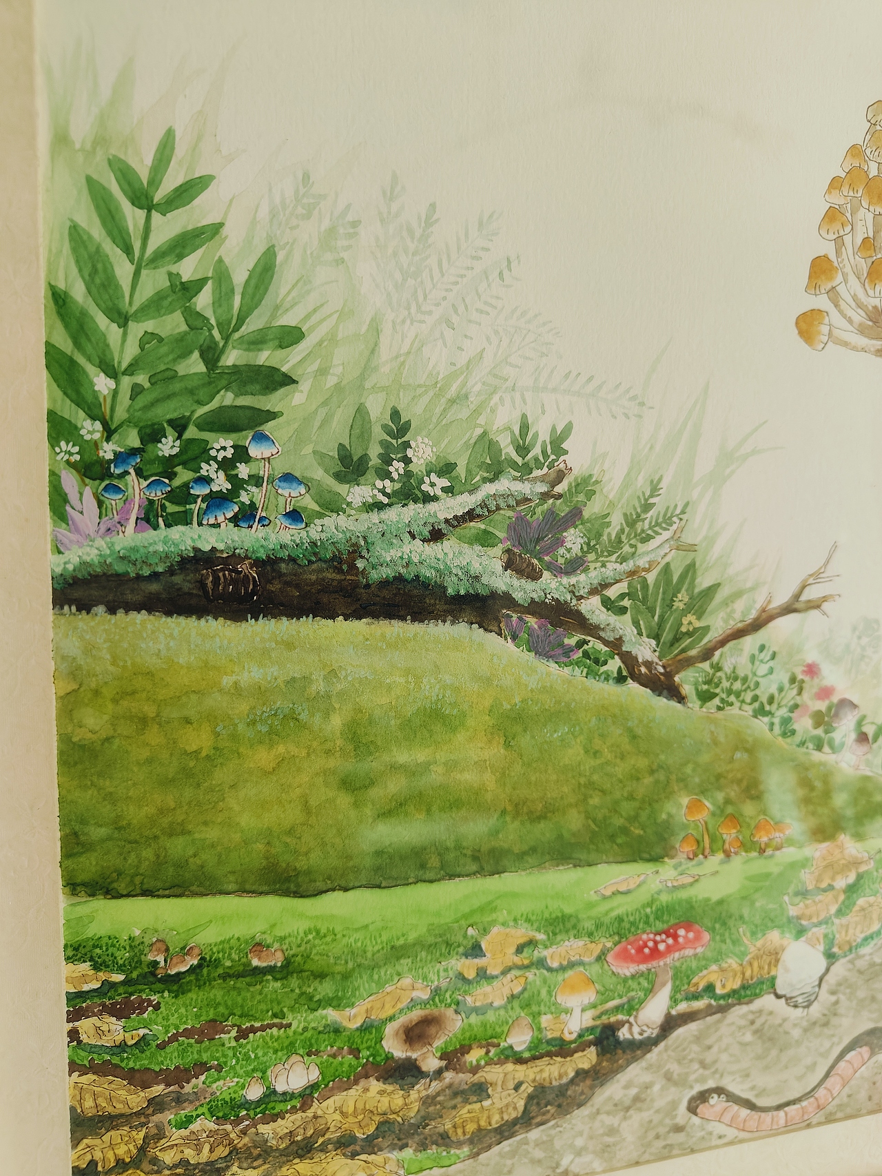 趣味植物科普插画（图ZMzc2Mjg3NDg4） - 儿童插画 - 站酷设计师大吉2019原创素材 - 站酷ZCOOL