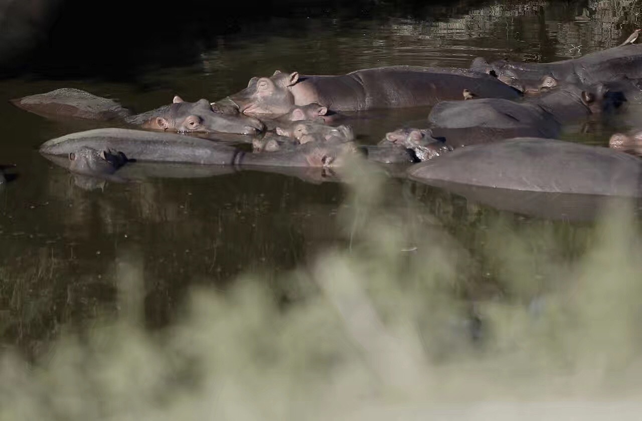 塞伦盖蒂草原（图ZODIzNTMyNTI=） - 宠物摄影 - 站酷设计师houweike原创素材 - 站酷ZCOOL