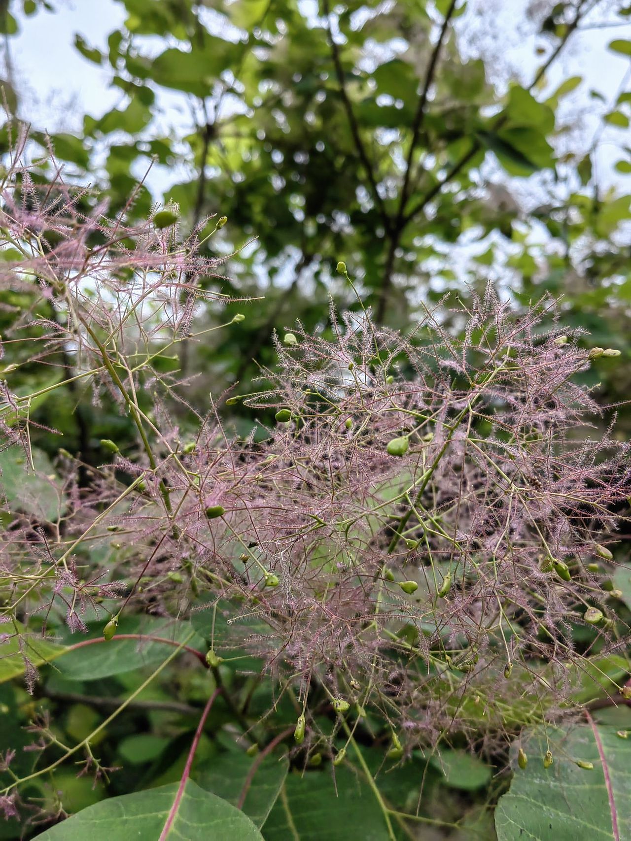 5.1出游季（图ZMzM5MzM3NDQ0） - 风光摄影 - 站酷设计师红云道友原创素材 - 站酷ZCOOL