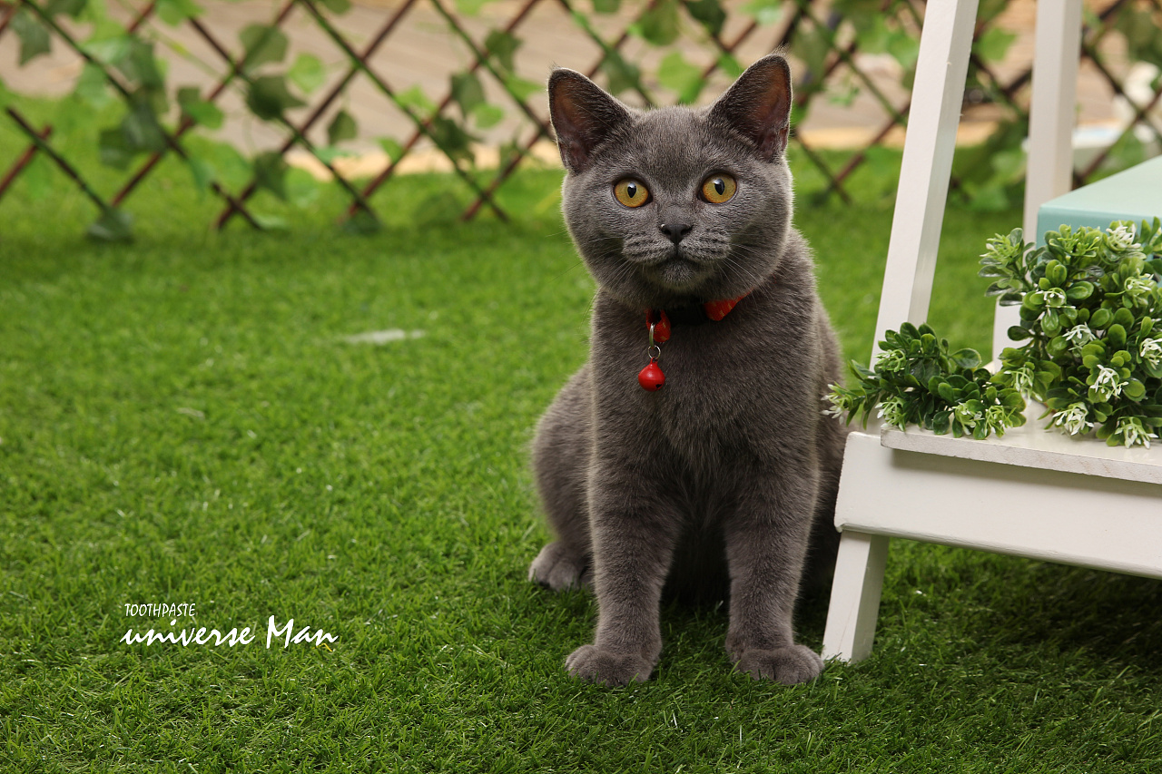 Bastet 蓝猫 宠物 摄影 |摄影|动物|宇宙人摄影 - 原创作品 - 站酷 (ZCOOL)