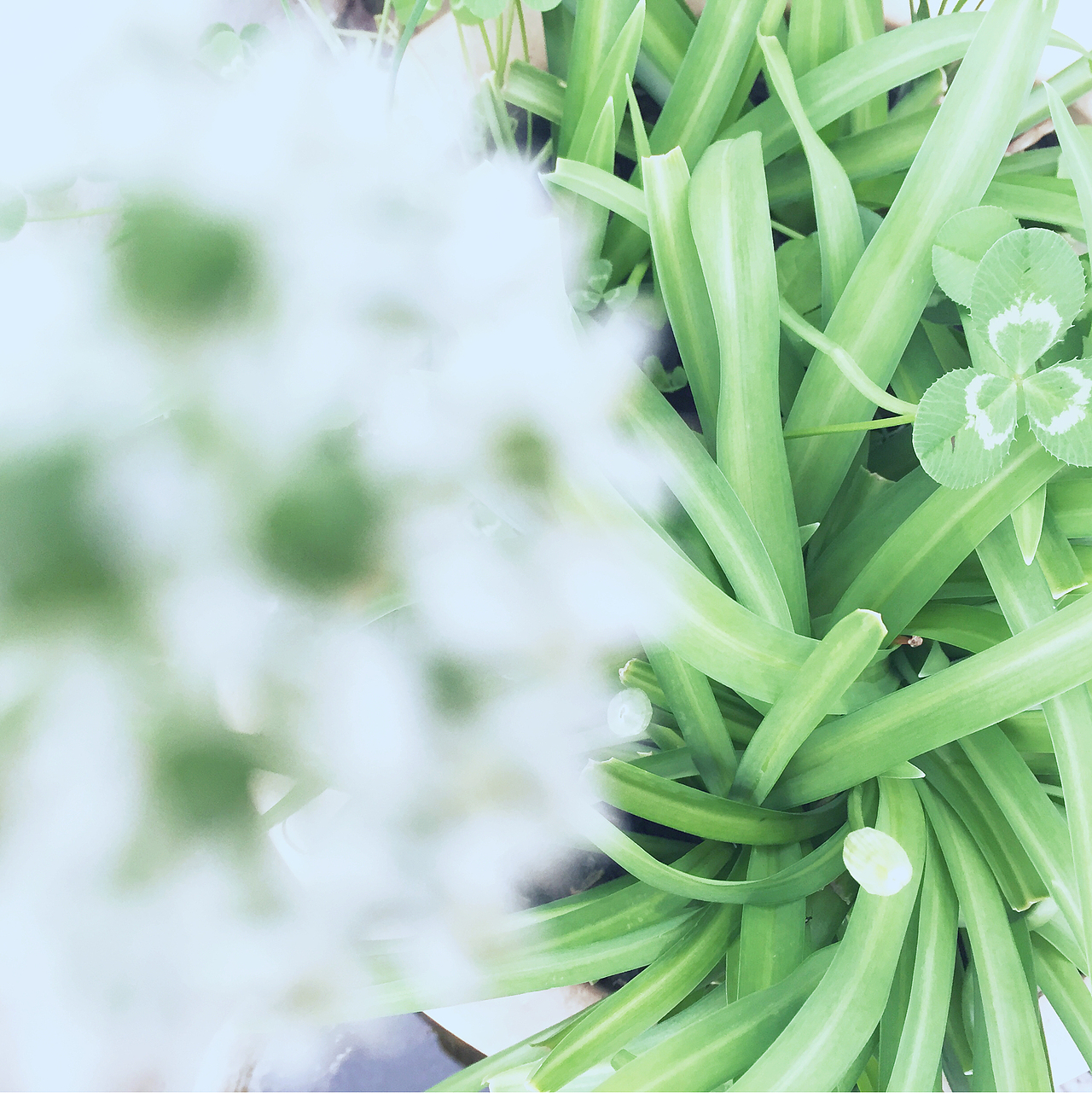 手机随手拍2--夏天啊