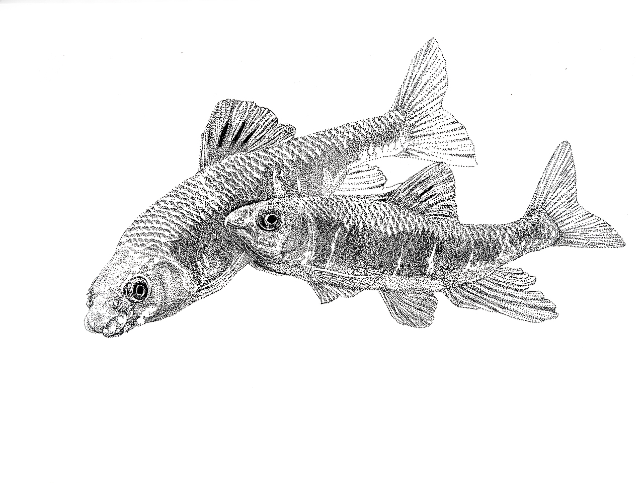 宽鳍鱲原生鱼钢笔插画