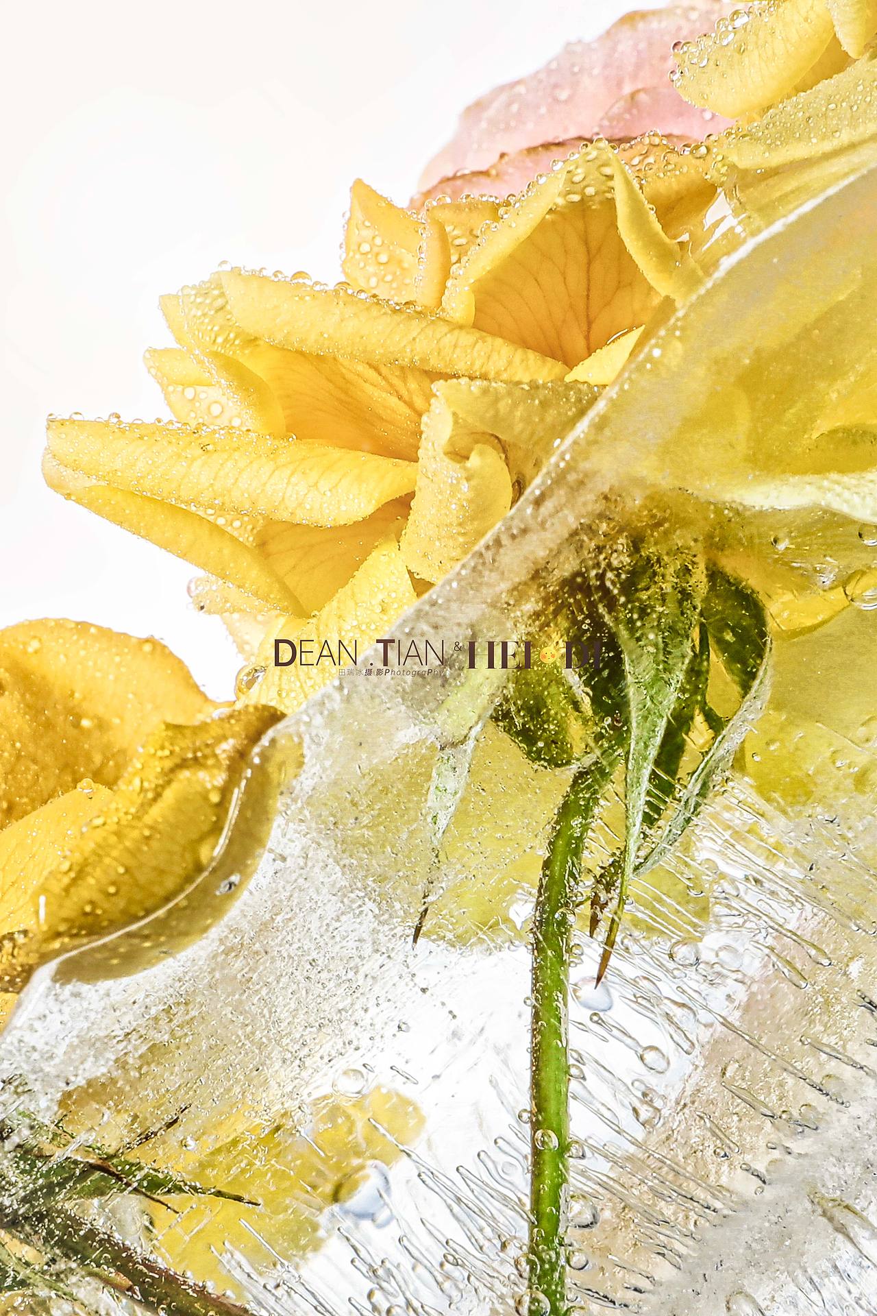 【DT田瑞冰摄影】ice flower 冰花