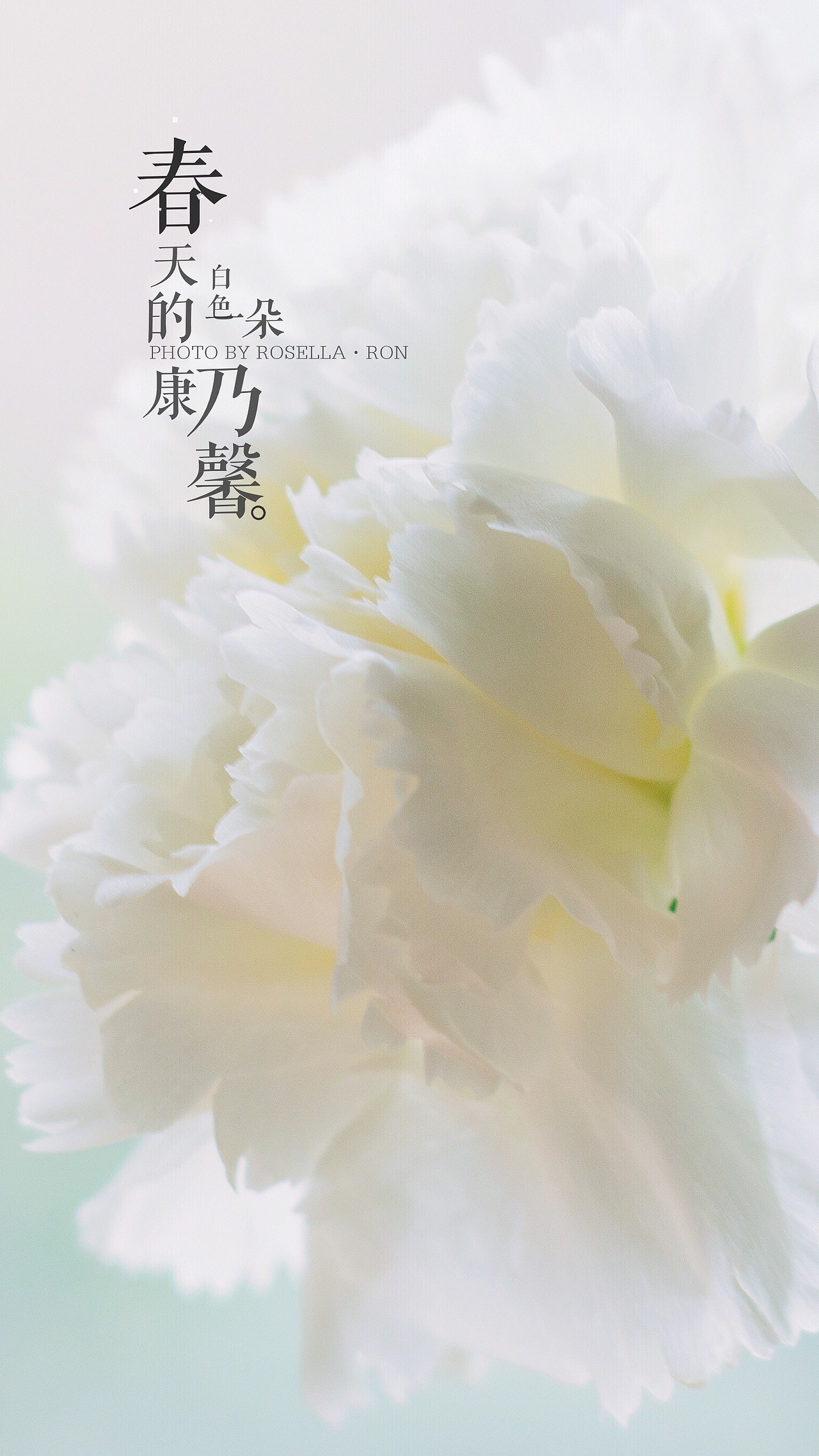 花事了| 白色康乃馨